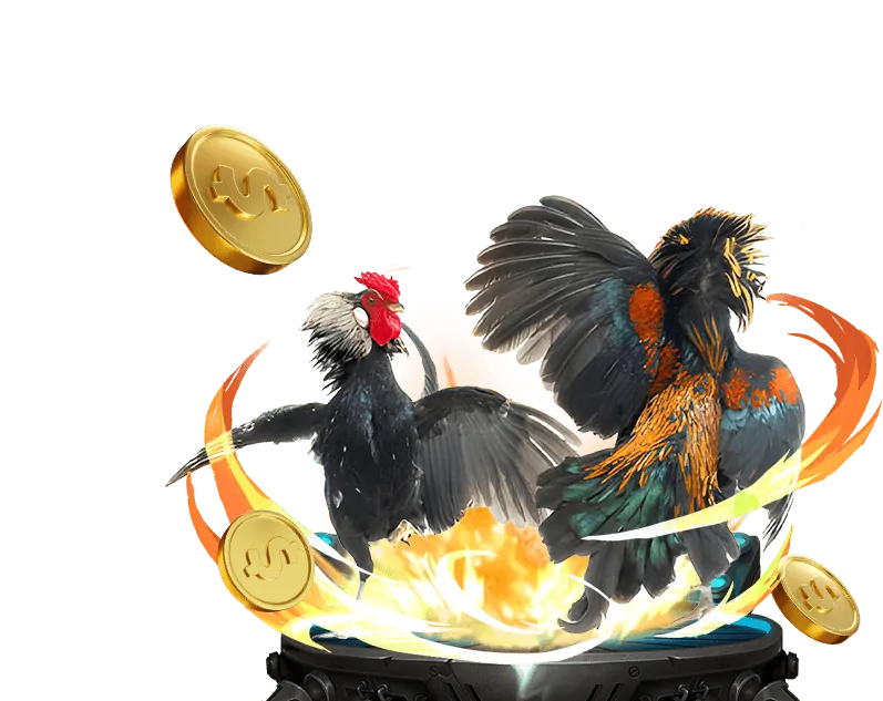 Hình ảnh đấu gà kịch tính tại qq88